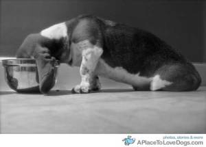 jack-swanson-in-a-bowl