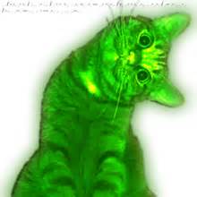 glowing cat