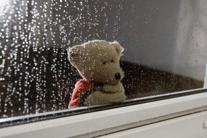 bear in the rain