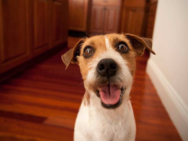 heres-what-dogs-see-when-they-watch-television