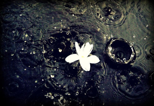 raining-flower-water.jpg