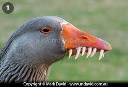 goose with teeth.jpeg