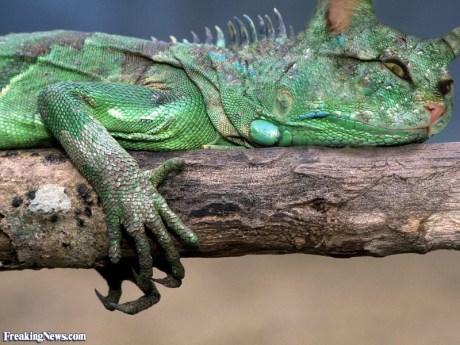 Lazy-Lizard-Cat-on-Branch--68765