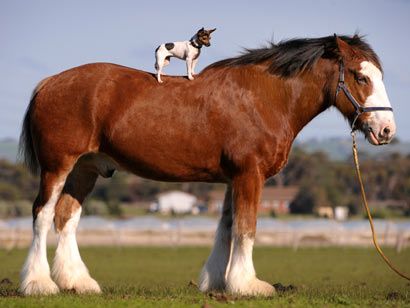 Chihuahua on a horse