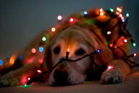 dog with lights