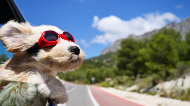 Ultra-4K-Dog-Face-Wind-Glasses-Animal-1136x640