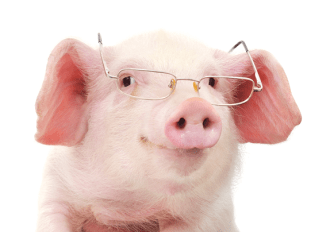 pig with glasses