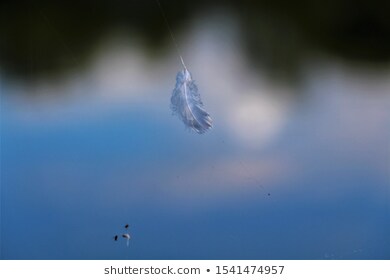 feather in web